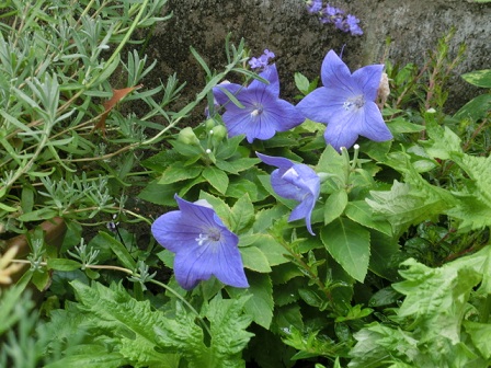 CIMG0788.JPG