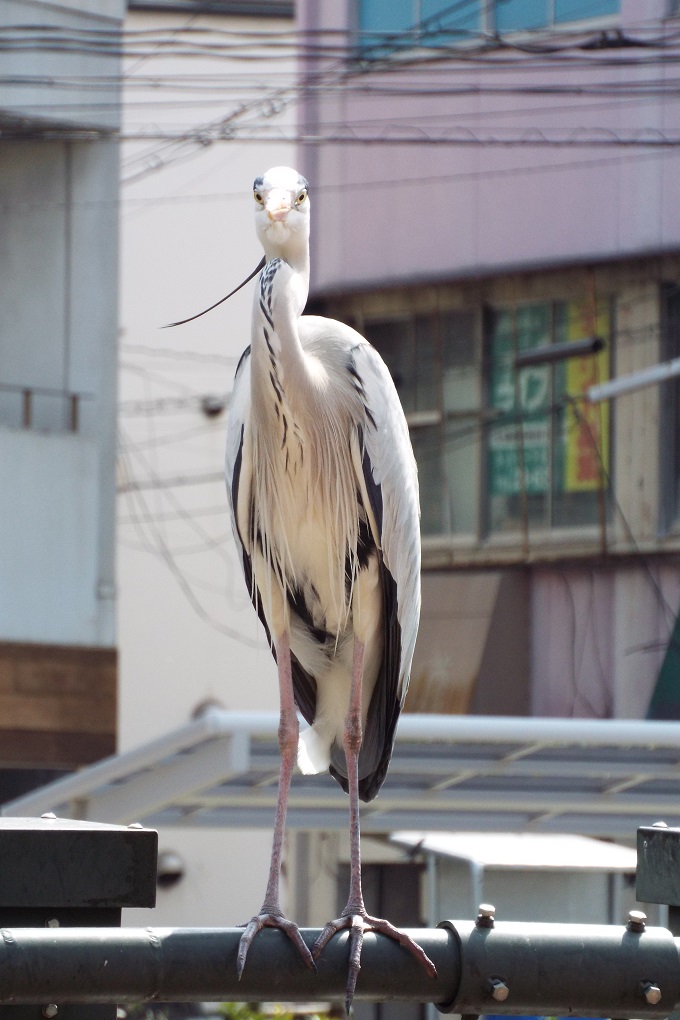 アオサギ（青鷺）