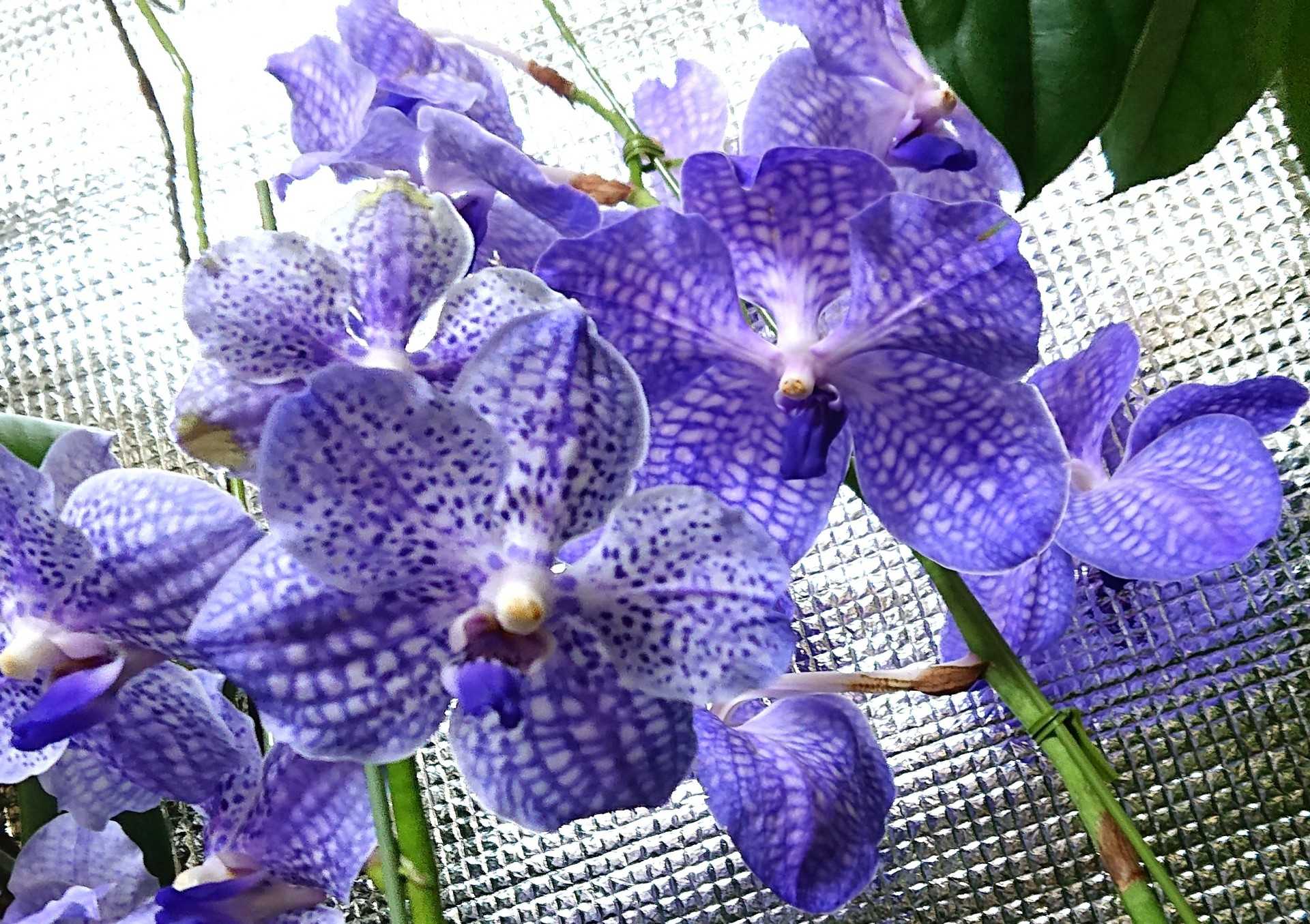 【多年草】大輪 開花中‼️バンダ ソムスリグローリーブルー 洋蘭 全長約150cm バンダ：ソムスリグローリーブルー（V. Somsri Glory ） の通販