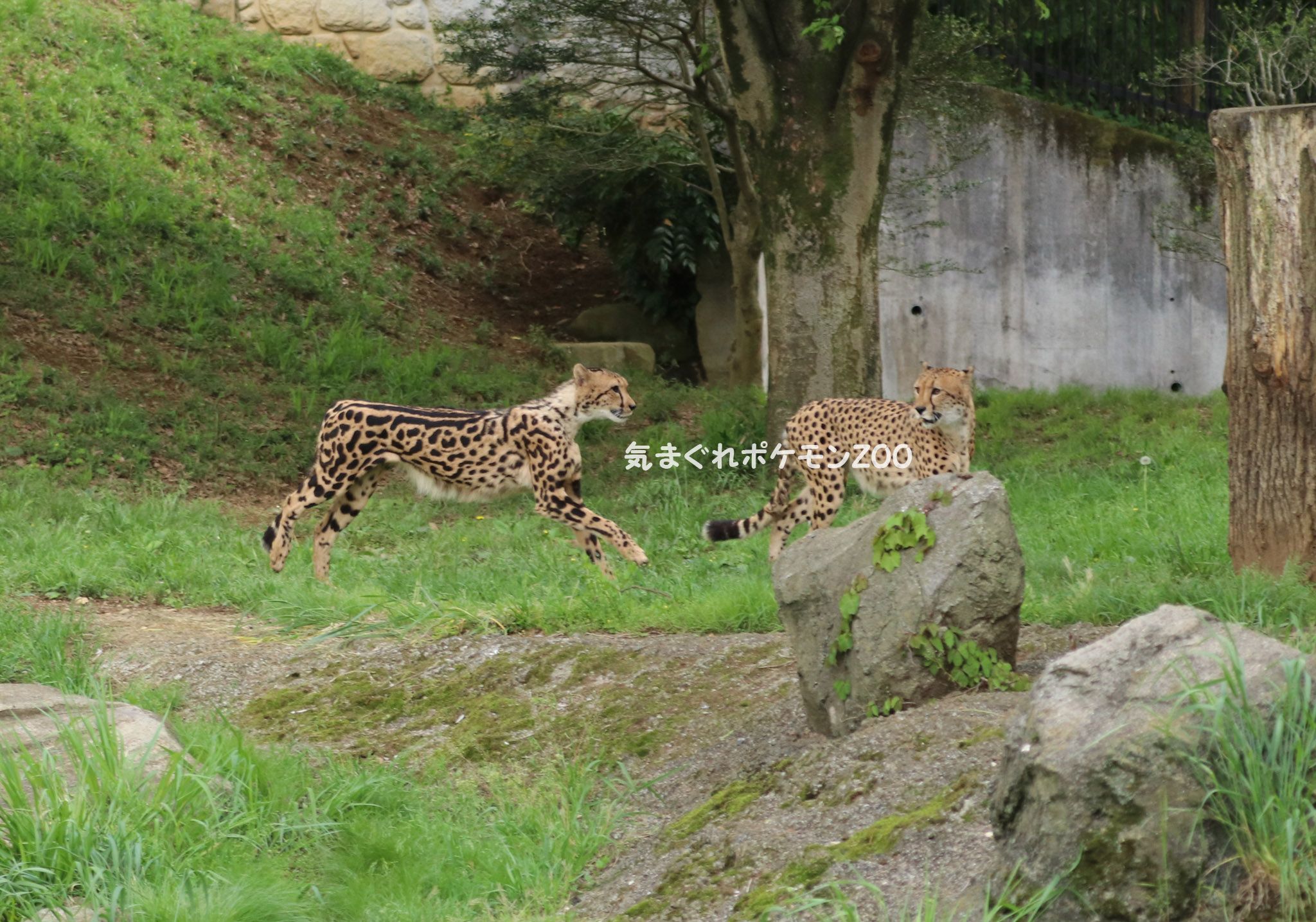 多摩動物公園 気まぐれポケモンzoo 楽天ブログ