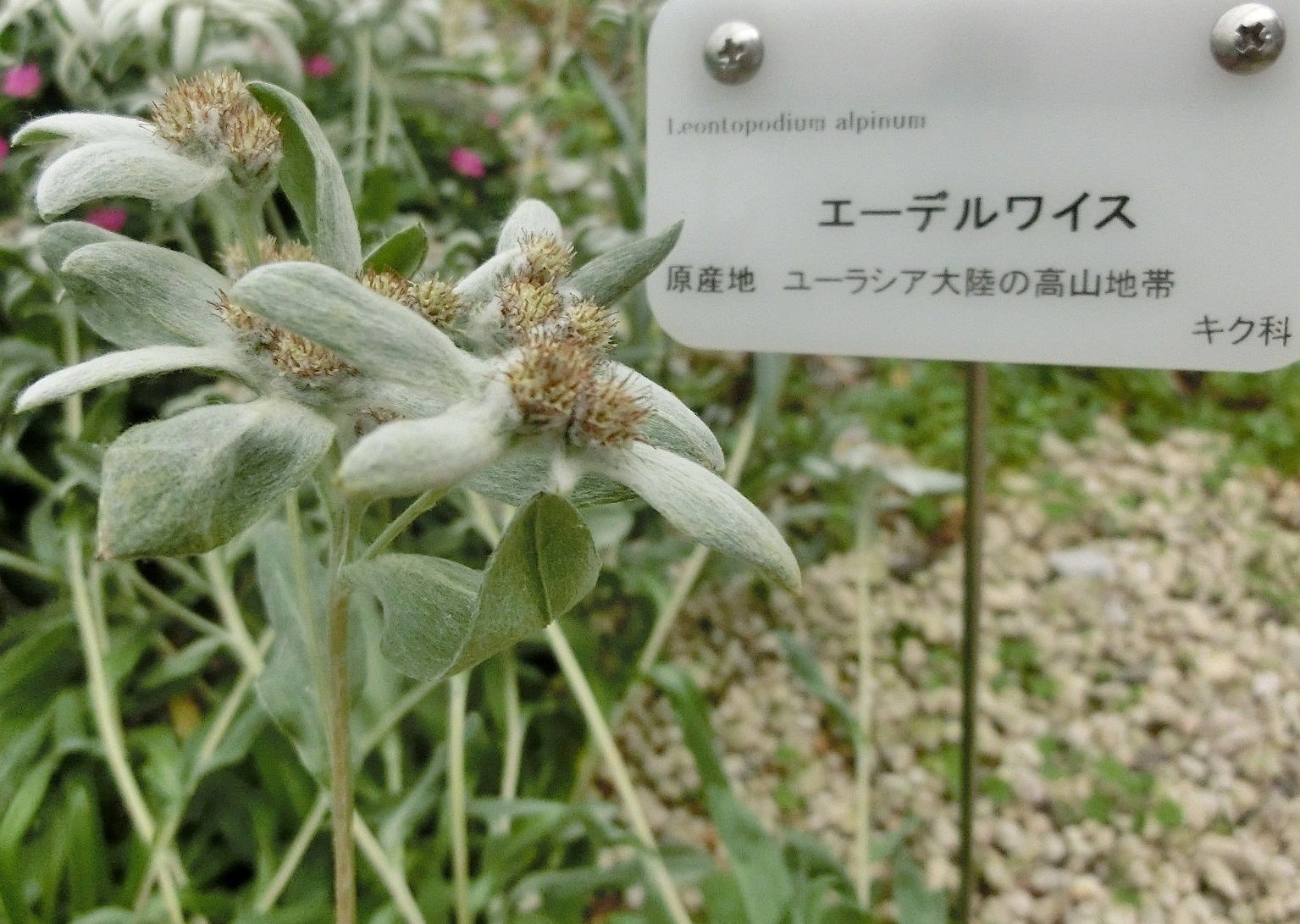 京都府立植物園の花 エーデルワイス他 だい のひとりごと 楽天ブログ