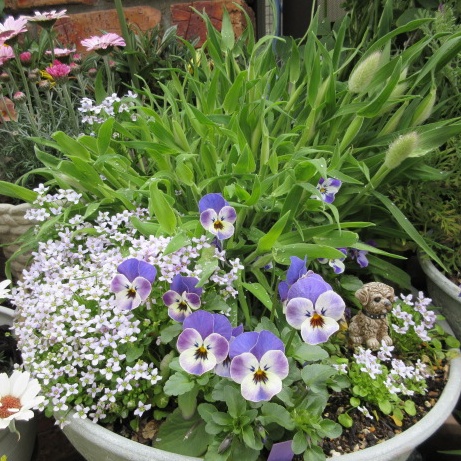 キンスケ鉢ごとゆうゆうメルカリ便 姫牡丹 大株 国内実生 金魚草と種からのビオラとイオノプシジウムの寄せ植え | ☆狭い庭を花