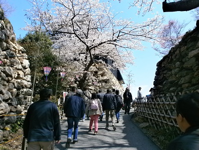 浜松城の桜