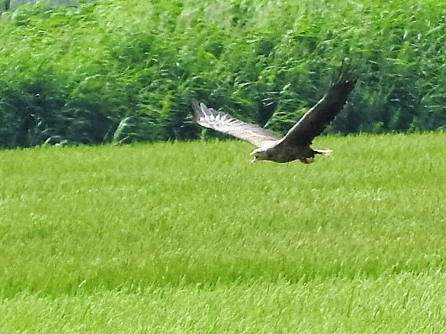 オジロワシ 野鳥とあかり 楽天ブログ