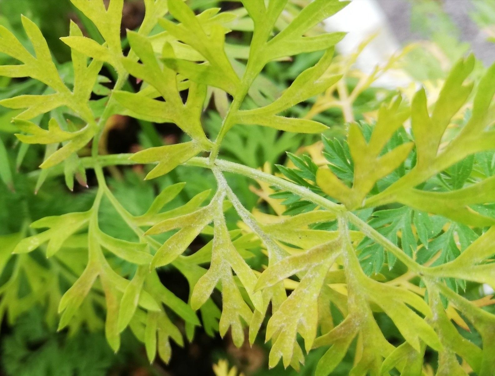 発泡スチロールで人参栽培 もしかして病気 うどんこ病かもだよ 牛乳パックと発泡スチロールで家庭菜園してみたら結構難しくて何回も失敗したけど結果から少しずつ学んでいくブログ 楽天ブログ