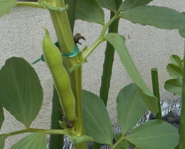 空豆の花 空に向かって 写真俳句 Ryo 楽天ブログ