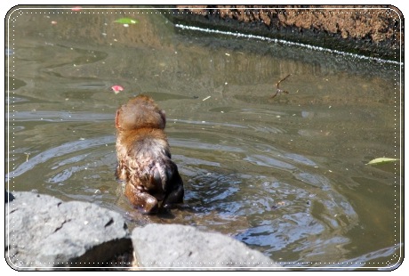 森林公園-21 サル-2 13.3.24