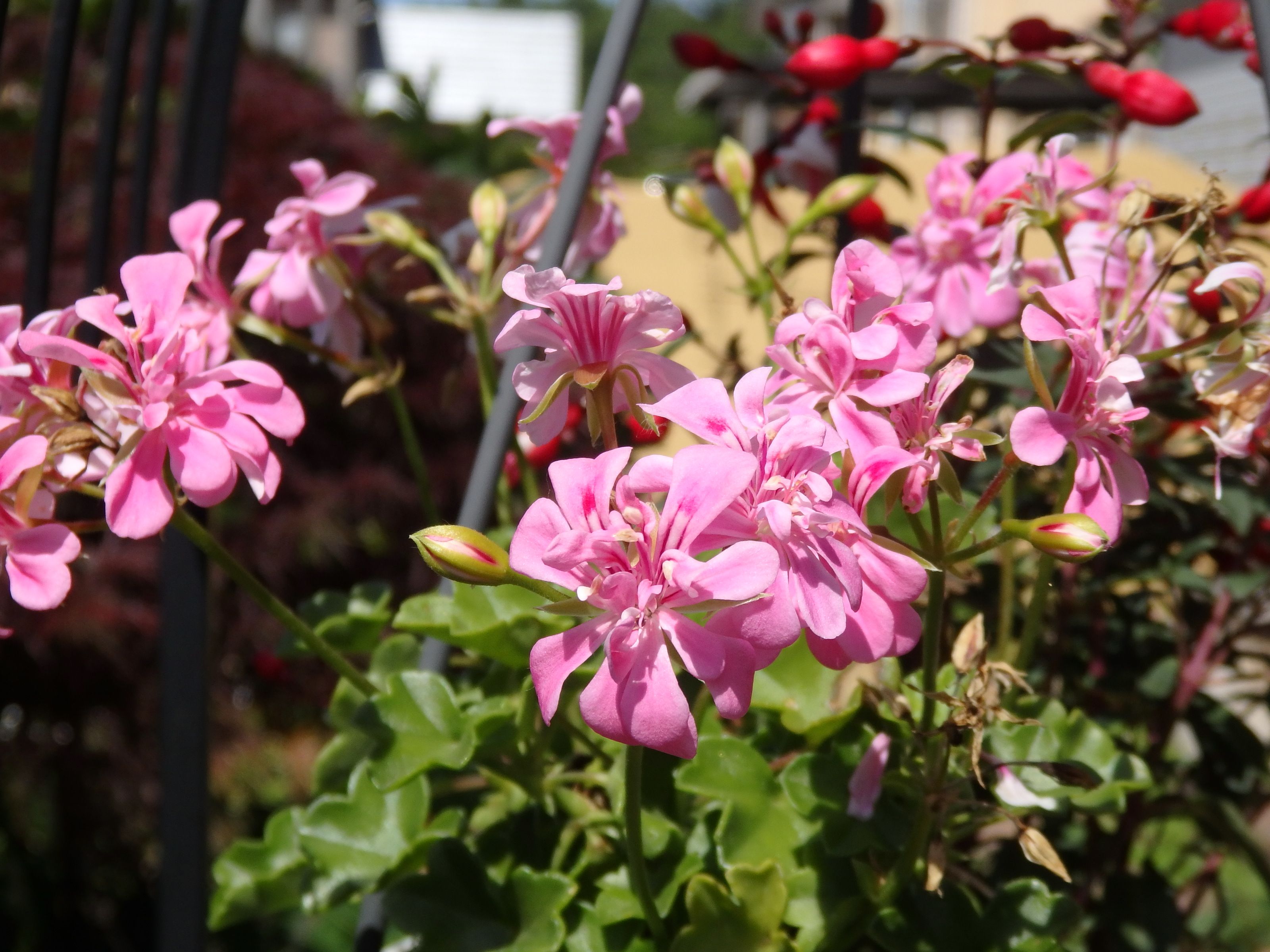 ５月のお花たち Kimi Teaの花日記 楽天ブログ