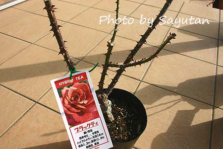 ブラックティー