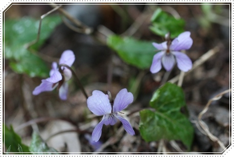 平栗-11 スミレサイシン 13.3.31