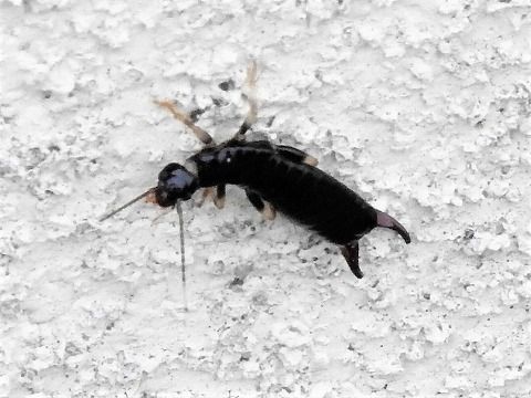 6月27日 土 ある塀に黒くて尻にハサミのある虫が見つかり 驚きました 三田のいのしし 見て歩き日記 楽天ブログ