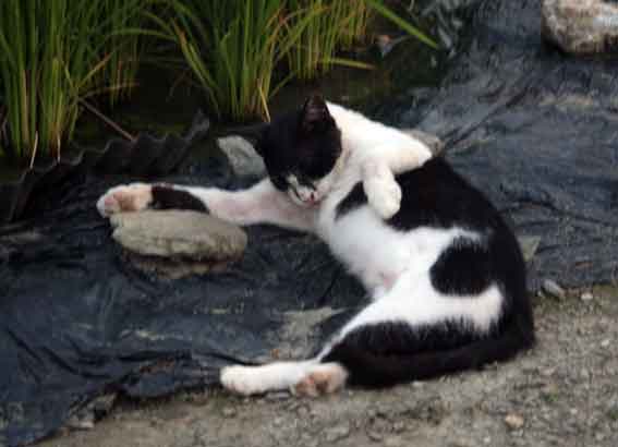 我が家のニャンコ♪2013/7/20-2