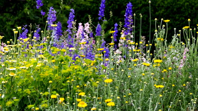 野草　5.26　2016　ｐ