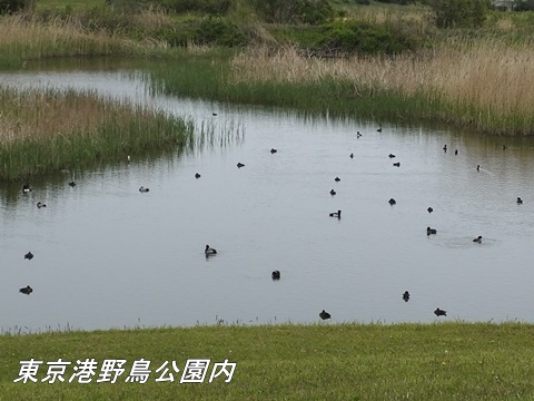 東京港野鳥公園