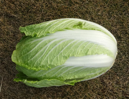 白菜２.jpg