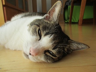 IMG_8532ss.jpg