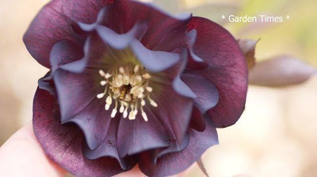 ブラックダブル