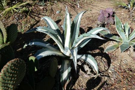 アメリカーナ　ライムエッジ　特大株　手渡し限定 アメリカーナ ライムエッジ 特大株 手渡し限定 - メルカリ