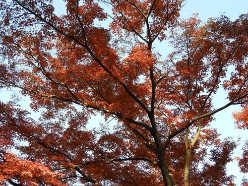 井の頭恩賜公園