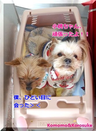 IMG_20130428_140558.jpg