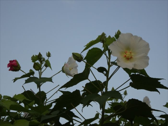 酔芙蓉 すいふよう 咲く Jinさんの陽蜂農遠日記 楽天ブログ