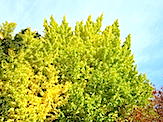 IMG_4568.JPG