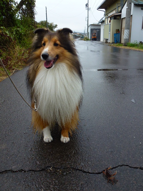P1010889 - コピー.JPG