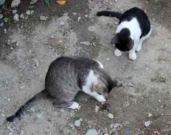 我が家のニャンコ♪2013/7/31-2