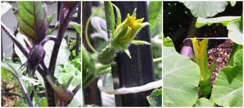 ベランダ菜園.jpg