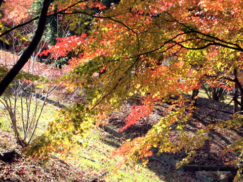 急坂の紅葉