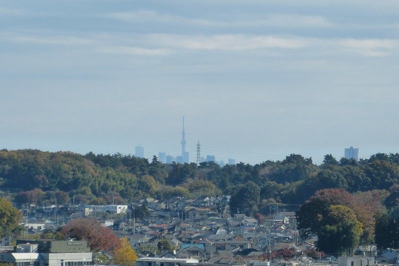 (5)狭山湖堤防から東京スカイツリーを見る