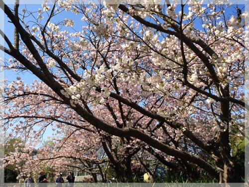 フラワーセンター大船植物園の八重桜