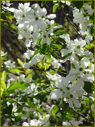 令和４年４月10日 利休梅千利休を偲びおり 花の歳時記 天南星の魅力 山野草 楽天ブログ