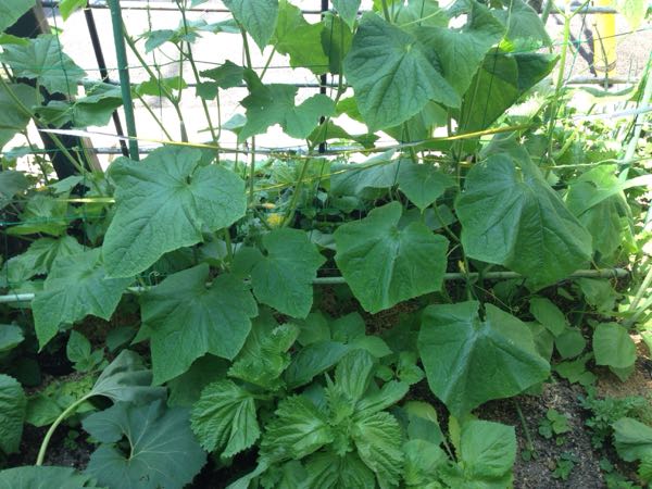 rblog-20160620211658-05.jpg