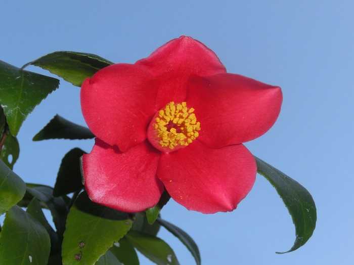椿「燕返しの実生」初開花 | 椿に夢中 - 楽天ブログ