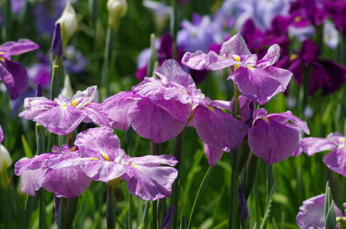 堀切菖蒲園の花菖蒲