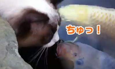 猫と鯉.jpg