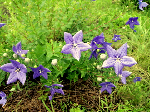 キキョウの花　雄性期から雌性期