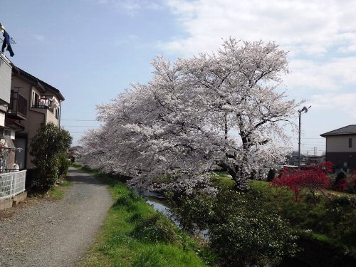 4-01 sakura-furougawa1-b.jpg