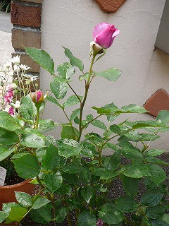 P1300328ss.jpg