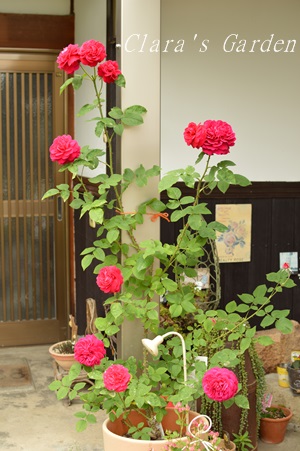 DSC_0014.JPG