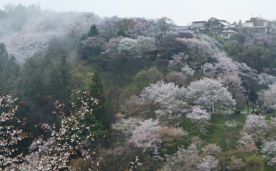 吉野5