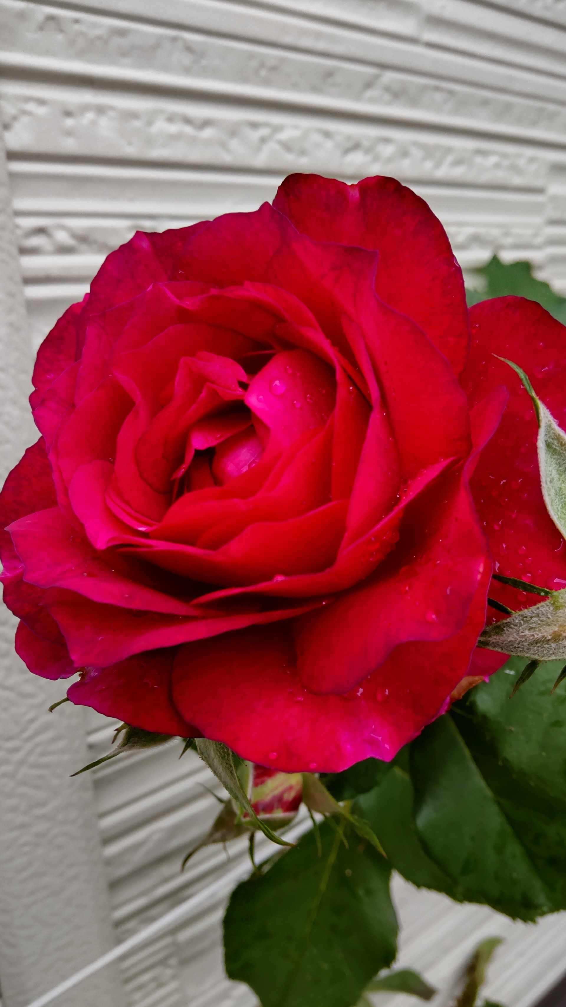 ワイルドブルーヨンダー わか葉の庭 楽天ブログ