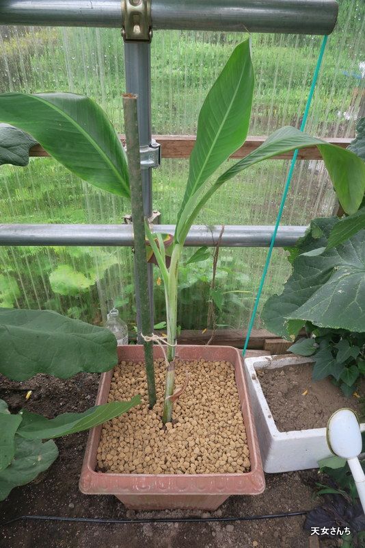 福井県でのバナナ栽培に関するあれこれ 田舎の楽園作り 楽天ブログ