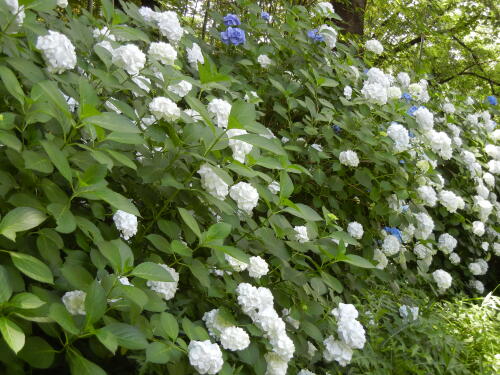 馬場花木園にて