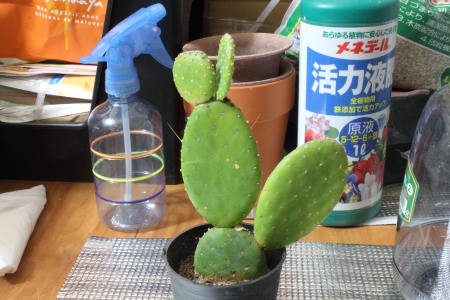 20120317バーバンク団扇