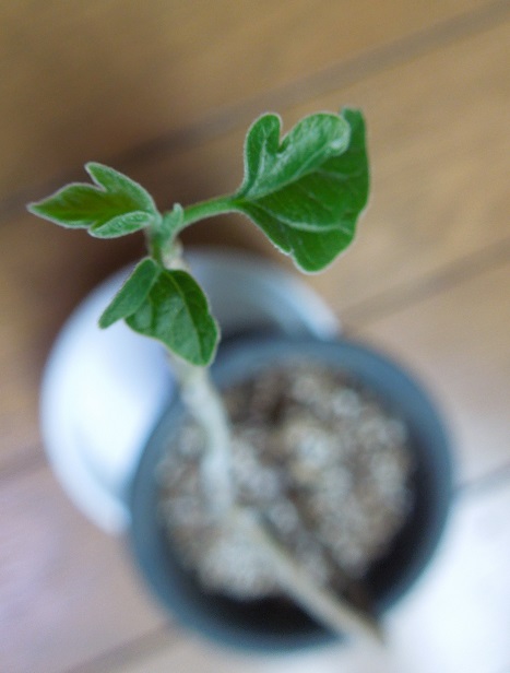 ギロカルプス5-28-1