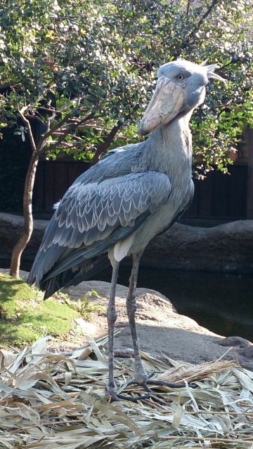 ハシビロコウは じっと我慢の鳥である 動かないのも作戦のうち 私設見逃してもいい動物園 楽天ブログ