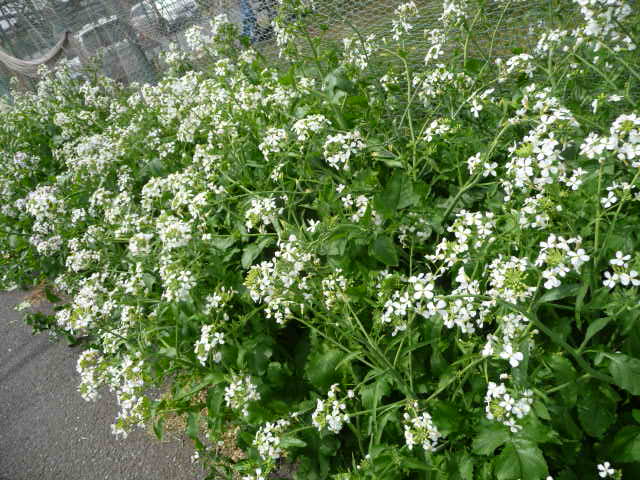 51 大根の花