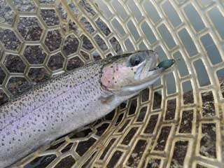 20130715_hokkouji_02.jpg